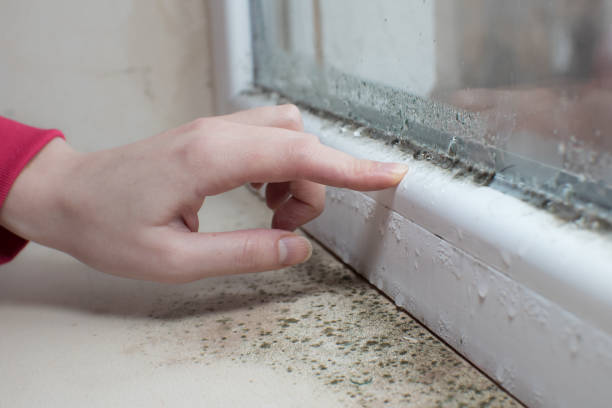 Best Mold Damage Restoration  in Secy, AR